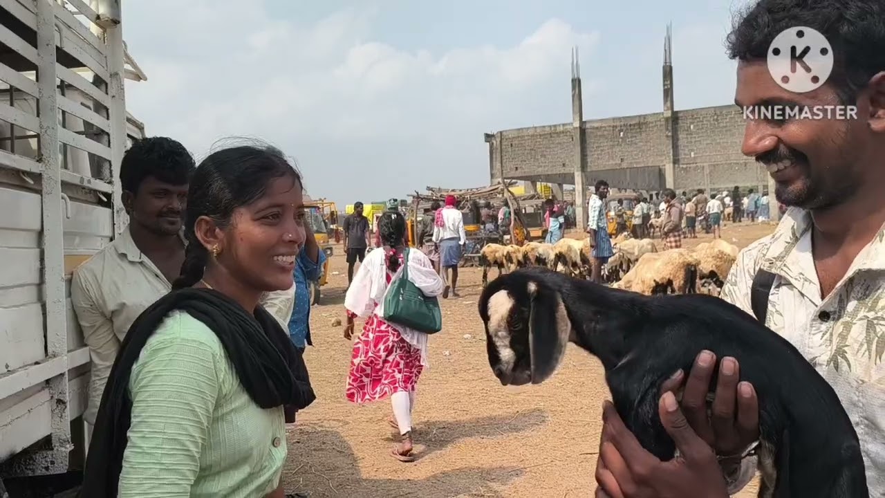 నెల్లూరు జిల్లాలోని గూడూరు# మేకల గొర్రెల సంత#20/2/26.