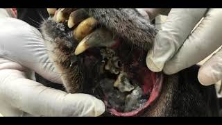 Worst gum and tooth disease for dogs