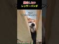 脱走したい レッサーパンダ