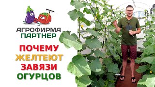 ПОЧЕМУ ЖЕЛТЕЮТ ЗАВЯЗИ ОГУРЦОВ