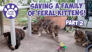 Saving A Family Of Feral Kittens Part 2 - Cat Video Compilation