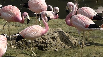 Andean flamingos nest building