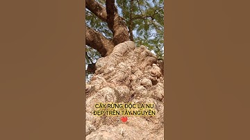 CÂY RỪNG ĐỘC LẠ QUÁ ĐẸP TRÊN TÂY NGUYÊN HÙNG VĨ