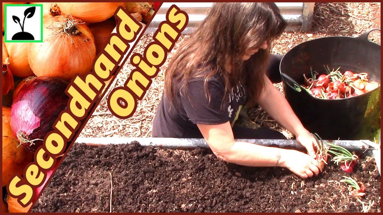 How To Plant Onions In A Raised Bed Garden Growing Secondhand Onions