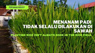 Menanam padi tidak selalu dilakukan di sawah / Planting rice isn't always done in the rice field