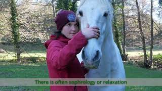 Le Soin De Lesprit Par Le Cheval