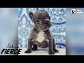 Teeny Tiny 'Imperfect' Puppy Is 100% Perfection | The Dodo Little But Fierce