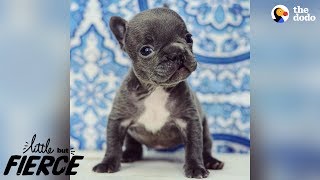 Teeny Tiny Imperfect Puppy Is 100% Perfection The Dodo Little But Fierce