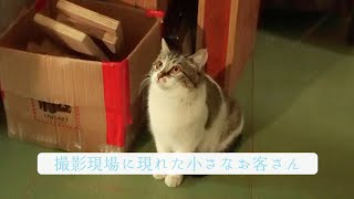 特別猫映像到着！