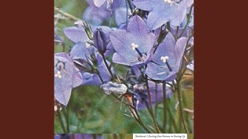 Thumbnail of Button Pusher