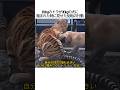 130kgの猛獣が30kgの犬に噛まれた瞬間…誰も予測できなかった驚きの反転行動