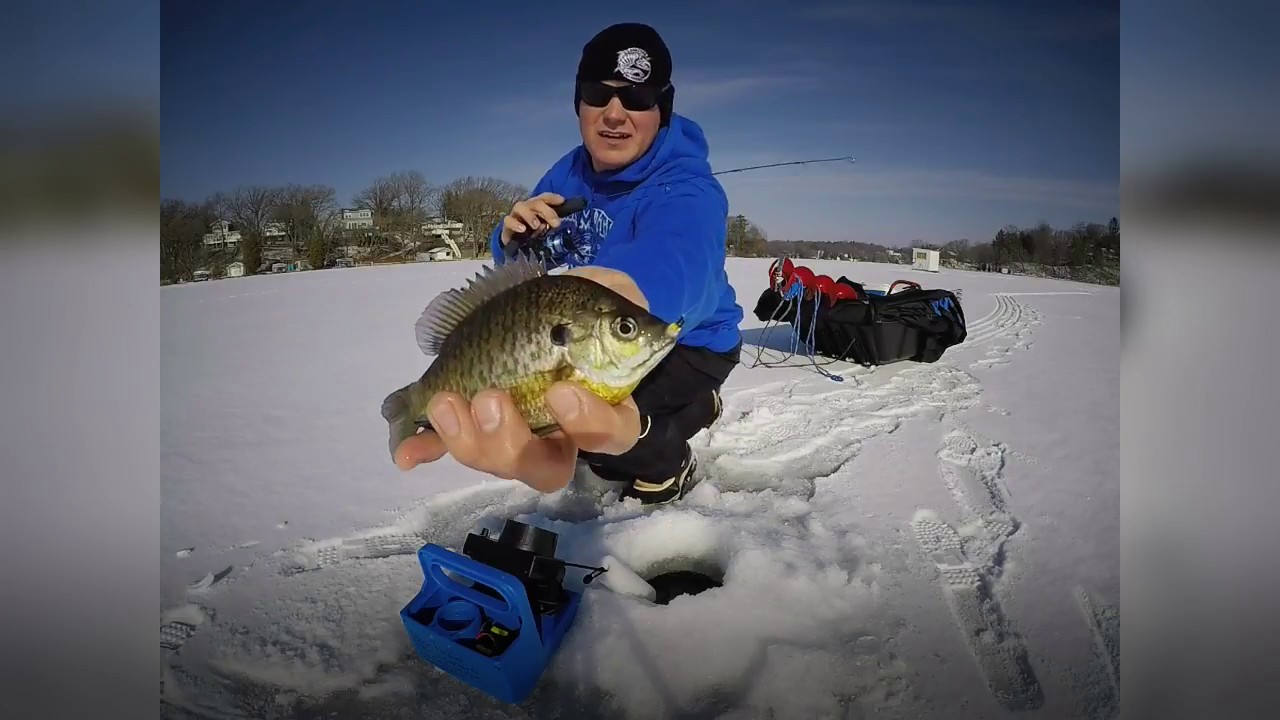 Bluegill Ice Fishing Tactics YouTube