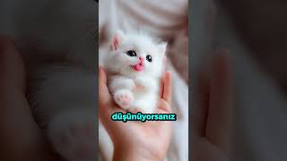 Uçakta Kaos Çıktı… Sonra Bunu Buldular! ✈️💥