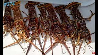 Solo Bahamas Lobster fishing trip Crooked Pilothouse boat Miami to Bimini