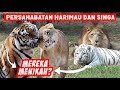 Harimau dan Singa Menikah? Inilah 3 Persahabatan Langka Harimau dan Singa! Ft @Jaya Pedia