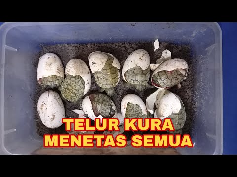 Cara Agar Telur Kura Kura Menetas