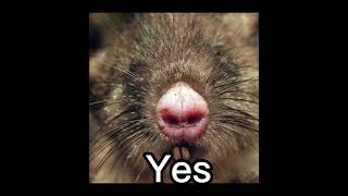 Who Likes Rats? Material Girl