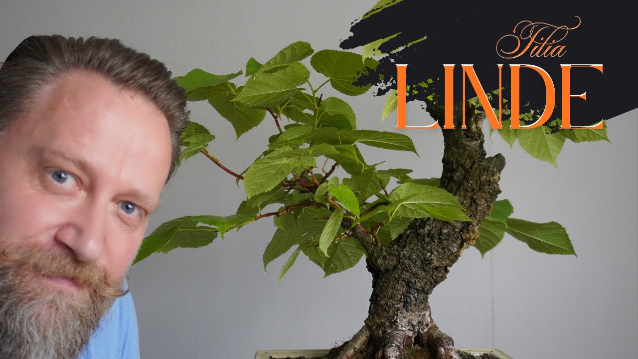 Lindenbaum als Bonsai gestalten, schneiden und nach dem Blattschnitt