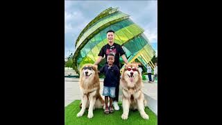 Cẩm tú cầu -Kiều Chi cover  #kieuchi #trending