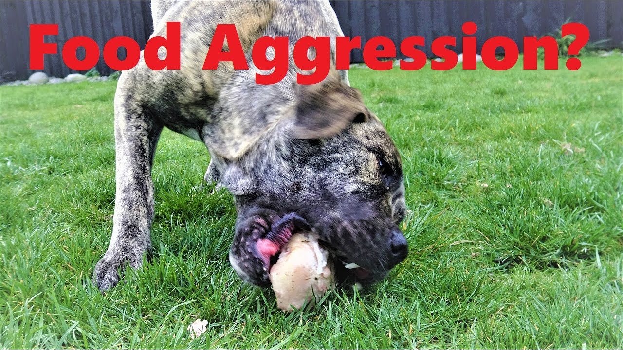 Raw Feed Dogs together and Prevent Dog Food Aggression - YouTube