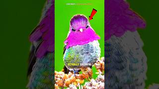 Real-Life Color Changing Bird (No CGI!) 🔥 #shorts
