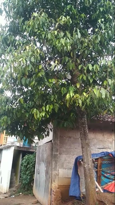 suara tonggeret tanda waktu sudah petang !!! #shorts #desa #alam #tonggeret