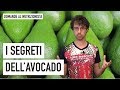 I segreti dell'avocado (e del suo nocciolo...)