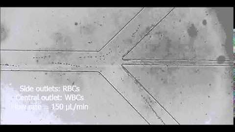 Inertial blood cell separation