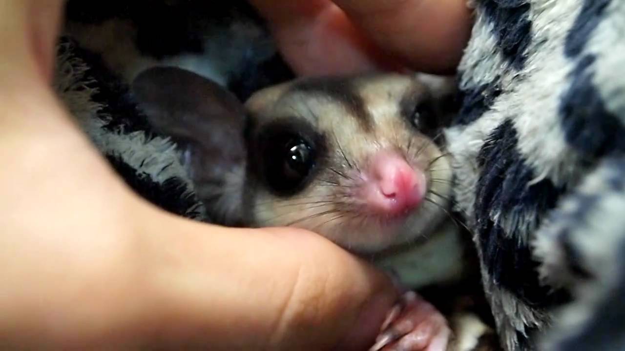 Domesticated Sugar Glider