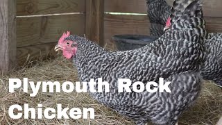 Chicken Breed Analysis: Plymouth Rock