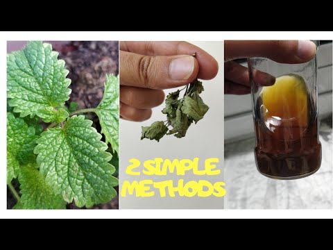 Video: How To Ferment Mint And Lemon Balm For The Winter: An Interesting Way To Dry