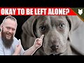 Can a WEIMARANER be left alone?