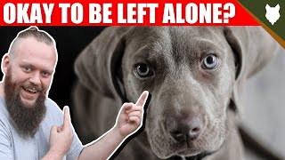 Can a WEIMARANER be left alone?