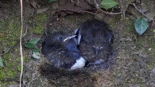 Spotted Forktail chicks get big and fluffy in their stream-side nest at wildfilmsindia sanctuary