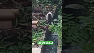 jln di pinggiran got #cat #shots