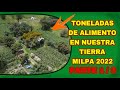 CULTIVOS ORGÁNICOS,  los INCREIBLES POLICULTIVOS de temporal, MILPA 2022 en 8000 m2 &quot;PRTE 1 de 3&quot;