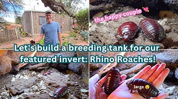 Breeding Giant Rhino Roaches After 7 Years – NEW Setup & Expert Tips!
