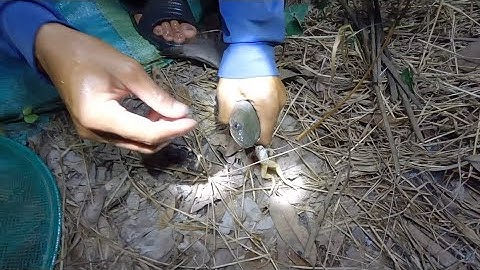 Cắm câu cá lóc bằng mồi nhái, cá khủng cắn câu lôi mất cả cần • CDMT 951