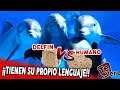 El Animal MÁS INTELIGENTE del mundo EL DELFIN.🐬🐬🐬