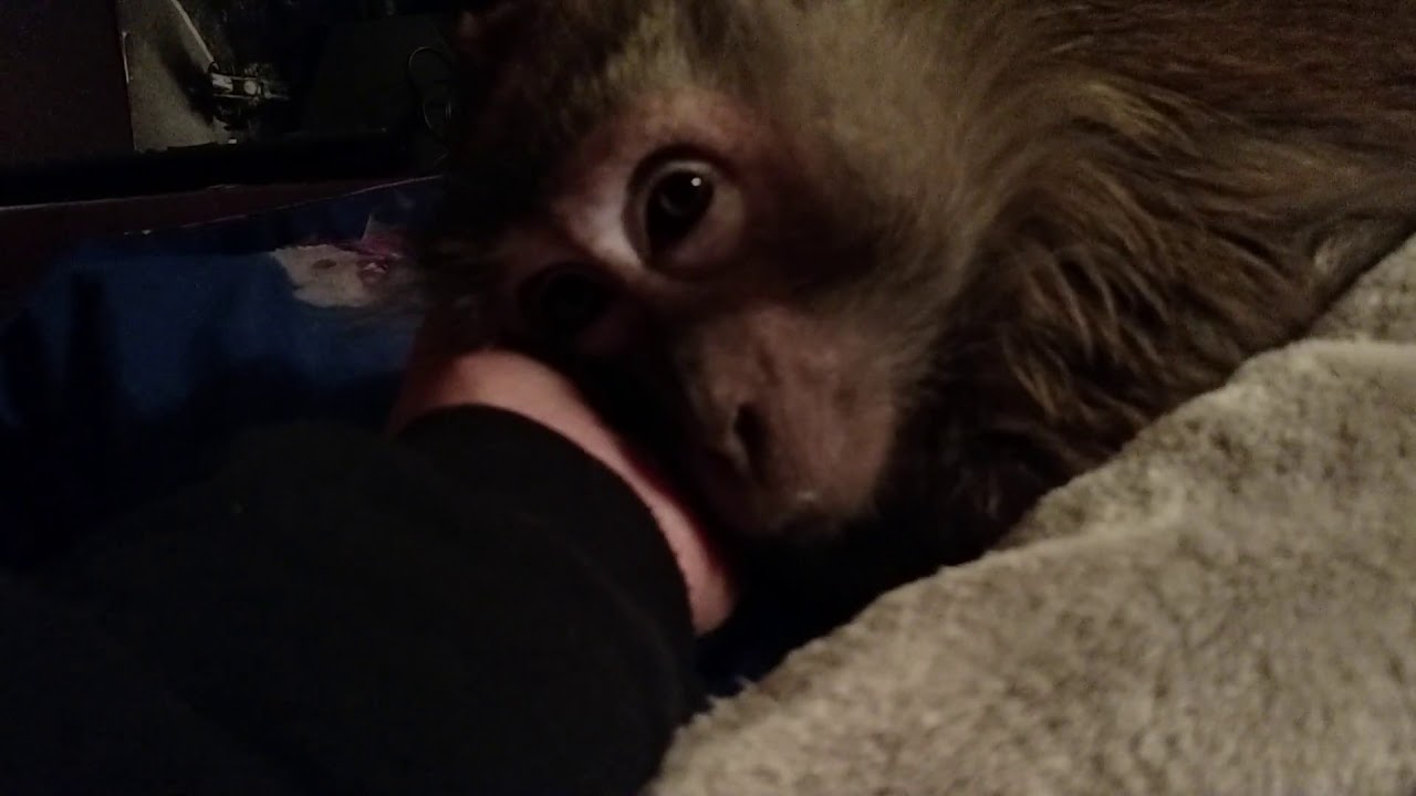 rumble video upload Just 5 more minutes begs this Monkey