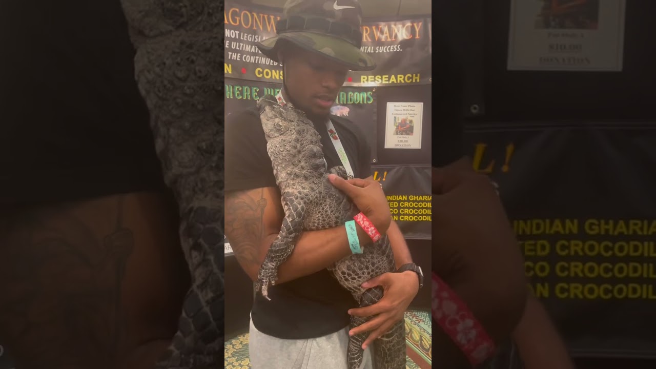 The Critically Endangered  Chinese Alligator 