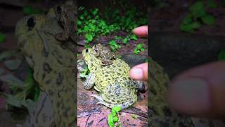 Download Lagu Kun Heing grappig over kokosnoot 🥥 EP13 #shorts MP3