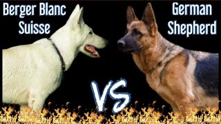 Weißer Schweizer Schäferhund VS Deutscher Schäferhund