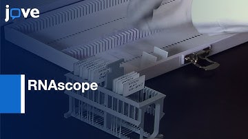 RNAscope: Detecting Active Papillomavirus in Cancer | Protocol Preview