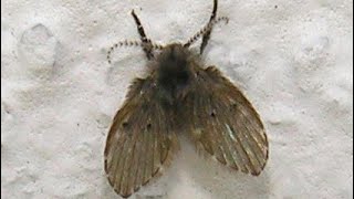 Drain Fly Life Cycle and Information معلومات عن حشرة الصرف الصحي باختصار