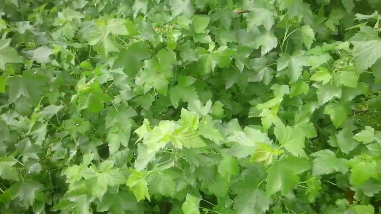 После дождичка в четверг. Прогулка по даче. - YouTube