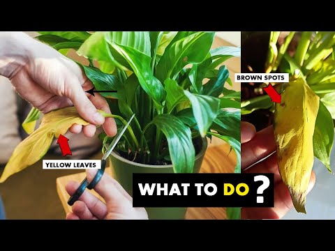 Video: Waarom worden lelies gele bladeren - kenmerken van zorg