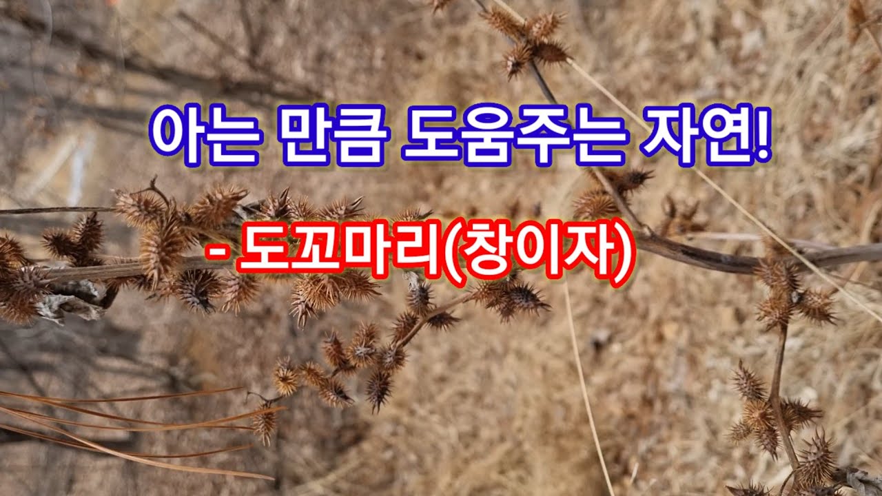 아는 만큼 도움주는 자연! #약초 #도꼬마리 #창이자 #개똥쑥 #감초 #계피 #여주 - Youtube