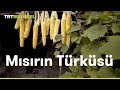 Mısırın Türküsü | TRT Belgesel