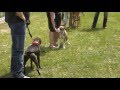 American Pit Bull Terrier - show 2012